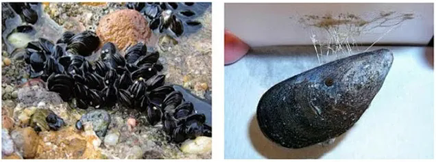 为什么贻贝黏蛋白近几年被广泛应用于医美修护领域？